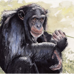 Chimpanzee LIMITED EDITION print, wall art, nursery art, safari print, wildlife, home decor, watercolour chimpanzee, African animal, chimp