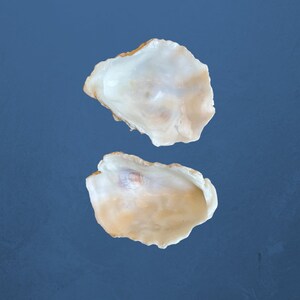 May include: Two oyster shells on a blue background. The shells are white with a slight beige tint and have a smooth, slightly textured surface.