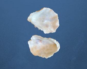2 Small-Medium Cupped Kumamoto Oyster Shells - Washed and sealed - Ready to use