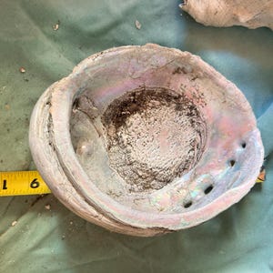 May include: An iridescent abalone shell with a rough, textured exterior and a smooth, pearlescent interior. A yellow measuring tape is positioned along the side, showing the shell measures approximately 11 inches in length at its widest point.