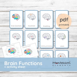 May include: A set of educational flashcards with illustrations of the human brain and its functions. The cards are labeled with terms like "brain functions," "movement," and "breathing." The image also includes a "printable emotion" PDF and a "Brain Functions + activity sheet" title.