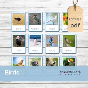 UCCELLI - Carte Montessori, Carte nomenclatura, Stampabili Montessori, Zoologia, Schede Flash Montessori, Carta uccelli in 3 parti, Tipi di uccelli