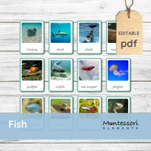 FISCH - Montessori Karten, Nomenklatur Karten, Montessori Ausdrucke, Zoologie, Montessori Flash Karten, Tiere, Fisch 3 Teilkarte