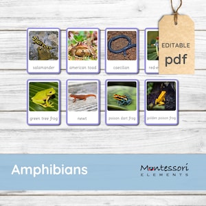 ANFIBIOS - Tarjetas Montessori, Tarjetas de Nomenclatura, Imprimibles Montessori, Zoología, Tarjetas Flash Montessori, Animales, Anfibios Tarjeta de 3 partes
