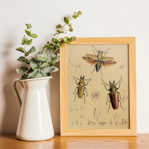 Digital Download Vintage Bugs