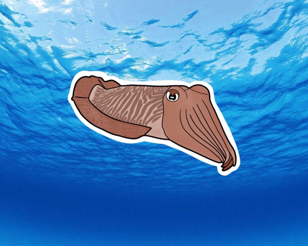 Cuttlefish Vinyl Sticker | Marine Life | Conservation Sticker | Sea ...