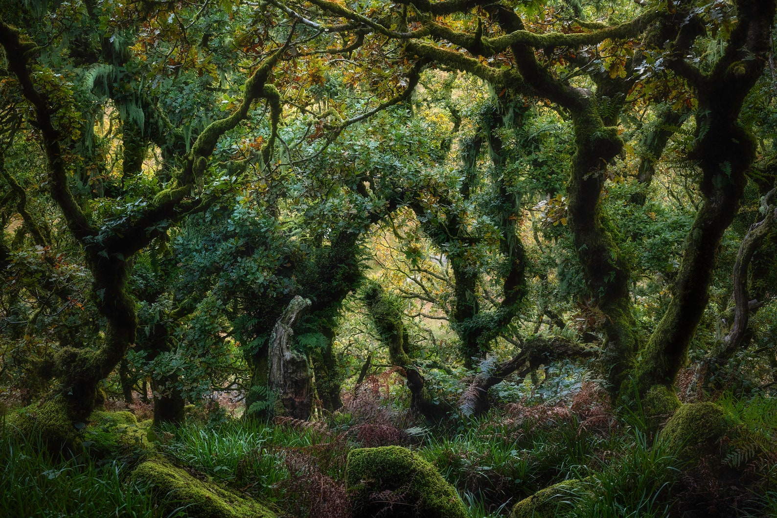 Mossy Woodland Fine Art Wistmans Wood Devon Wall Art Etsy