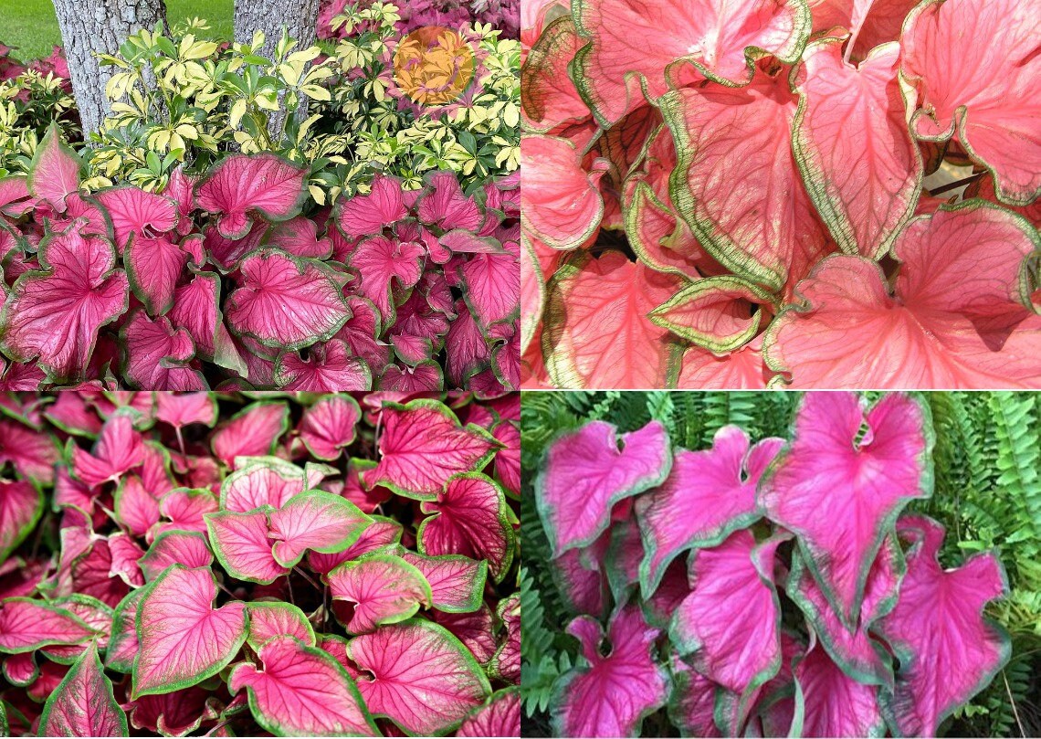 2 Bulbs Caladium Florida Sweetheart Rose-Pink Caladium with | Etsy