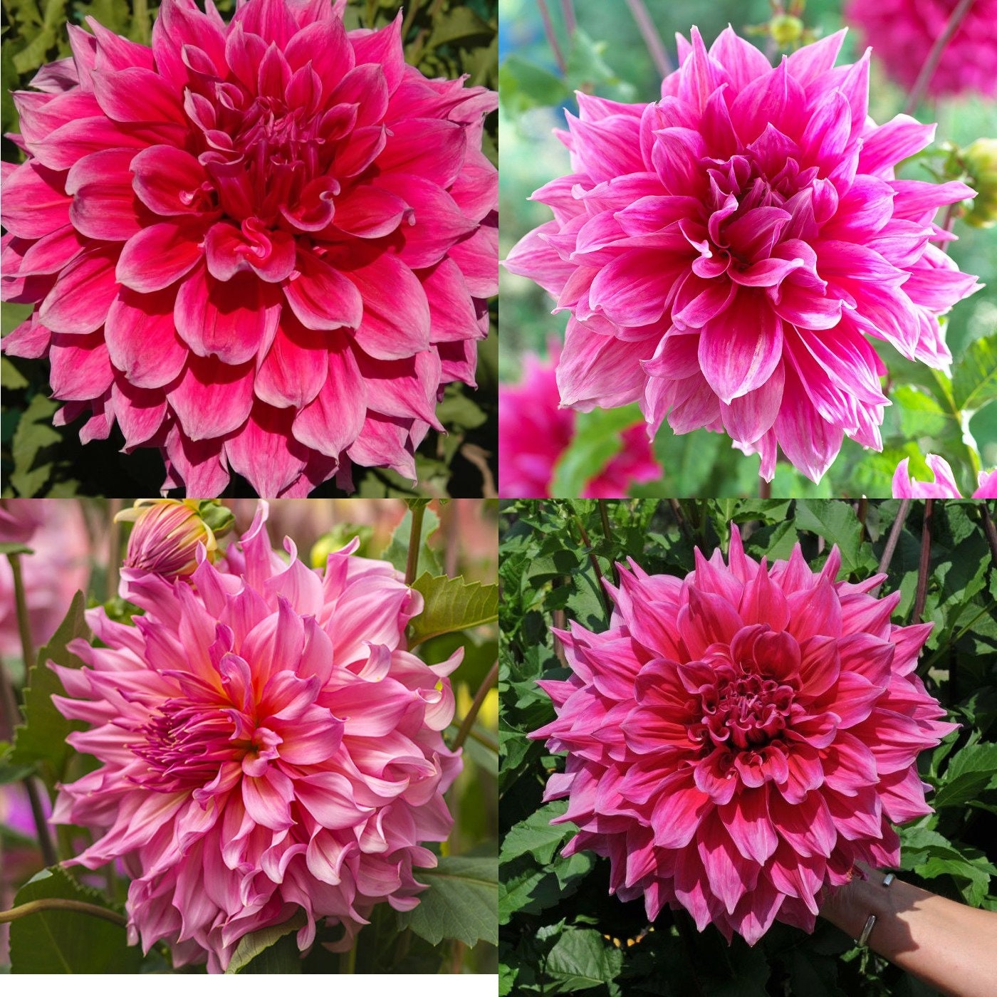 Dahlia Dinnerplate Emory Paul Pink Flower Size 1 Bulb Etsy