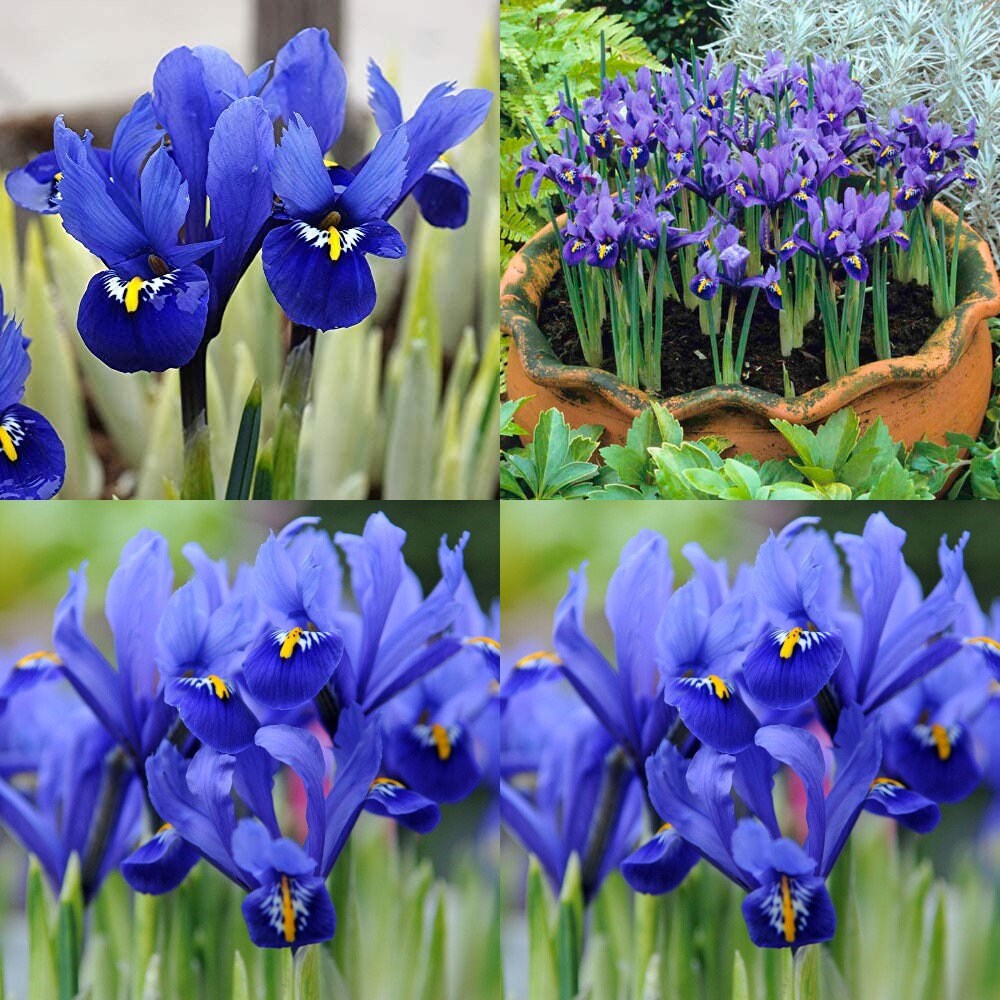 Iris Harmony Bulbs Blue Reticulataroyal blue blooms with Etsy