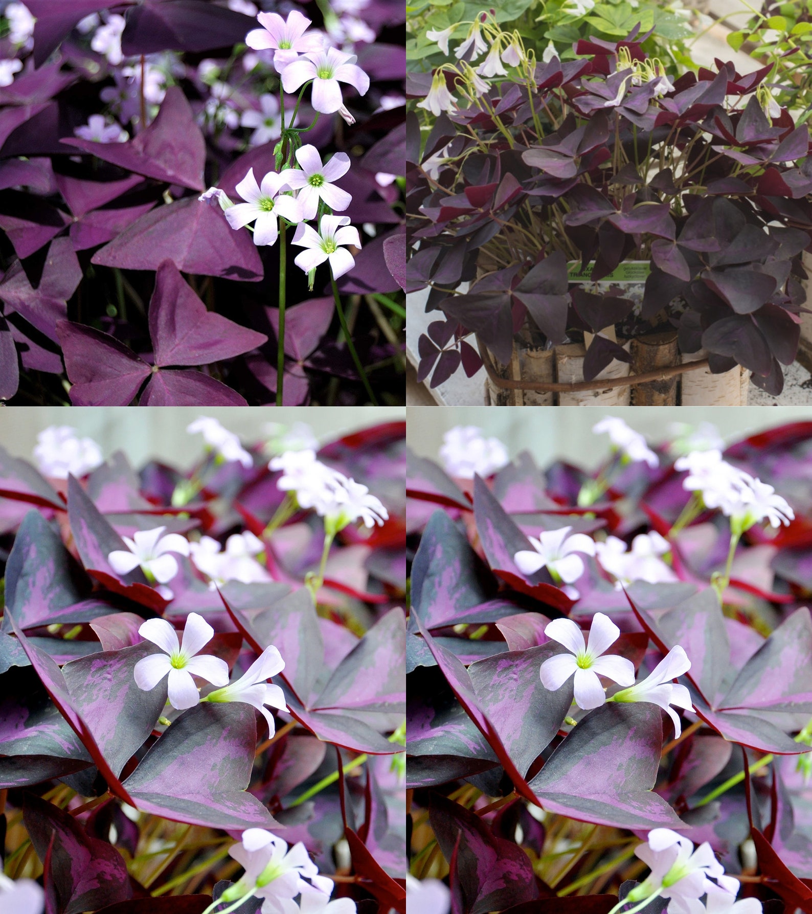 Oxalis Triangularis Bulbs Purple Shamrock Plant Deep Purple Etsy