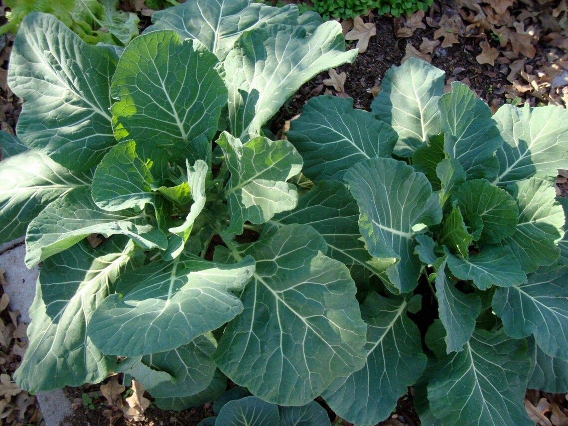 1 gram Collard Vates For Planting Brassica oleracea Collard Etsy