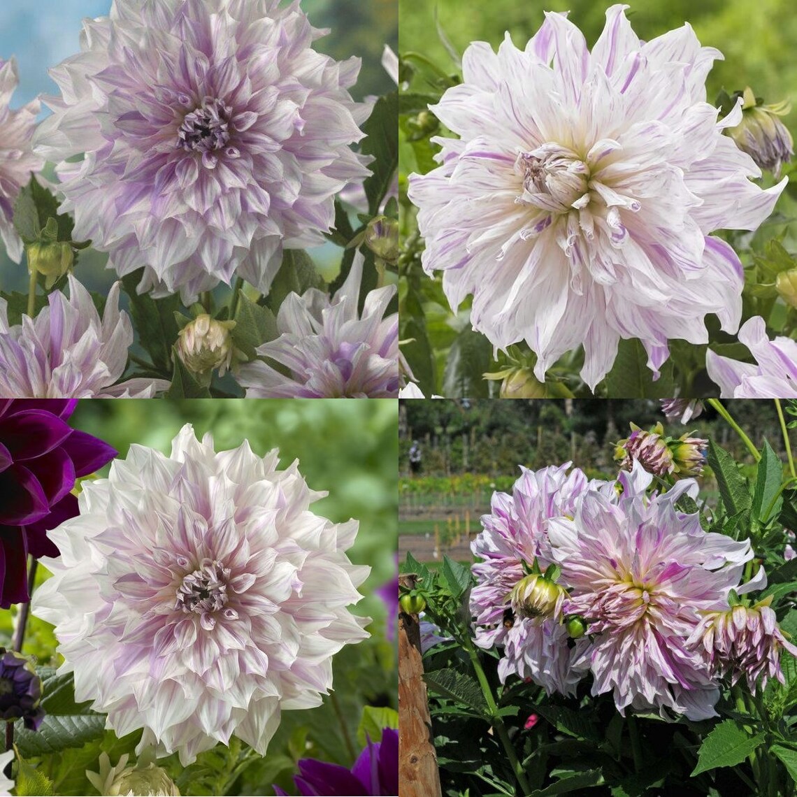 Dahlia Dinnerplate Mom's Special Size 1 Bulb Etsy