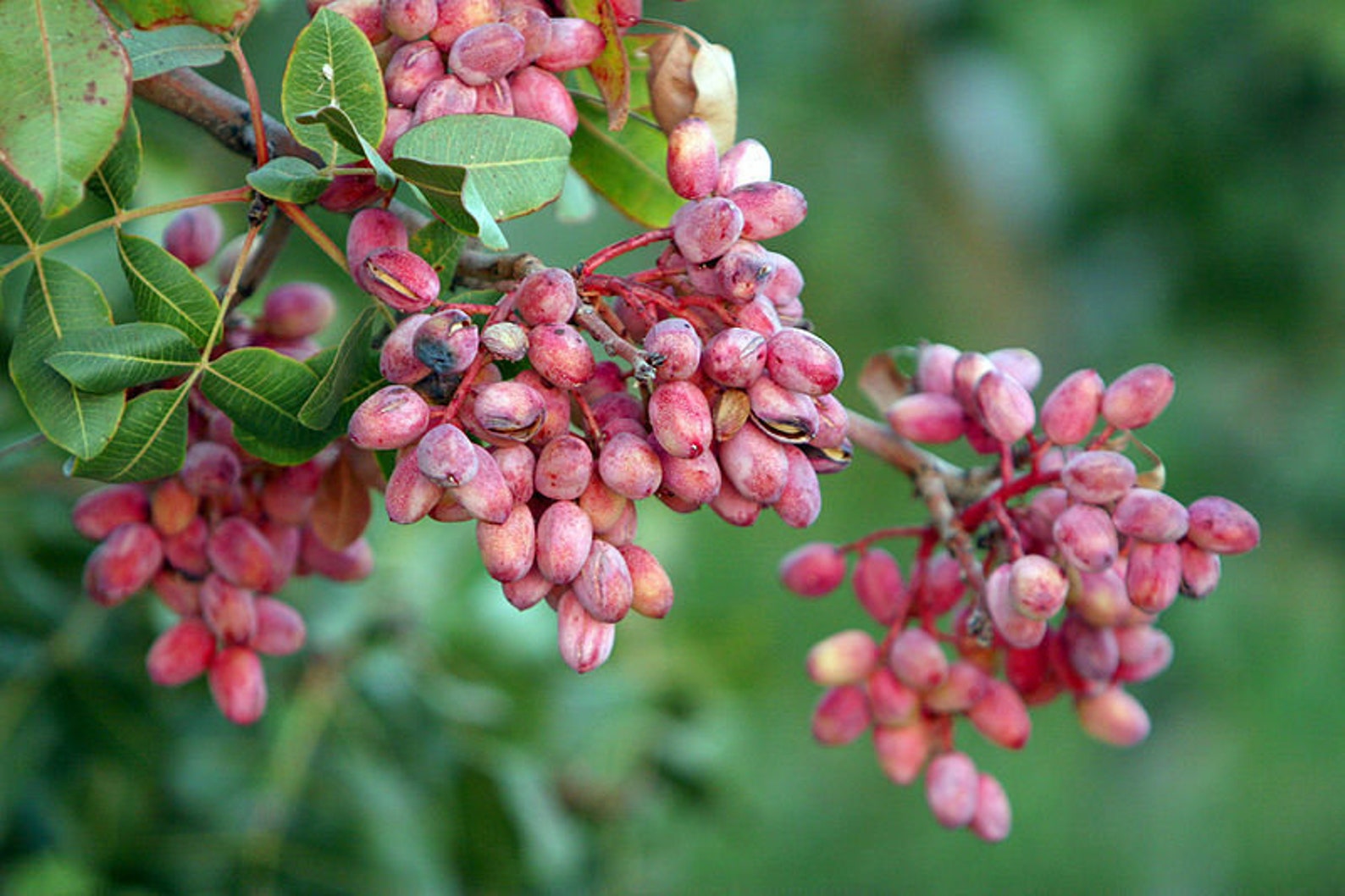5 Pistachio Nut Tree Pistacia Vera Fruit Red Flowers Seeds Etsy