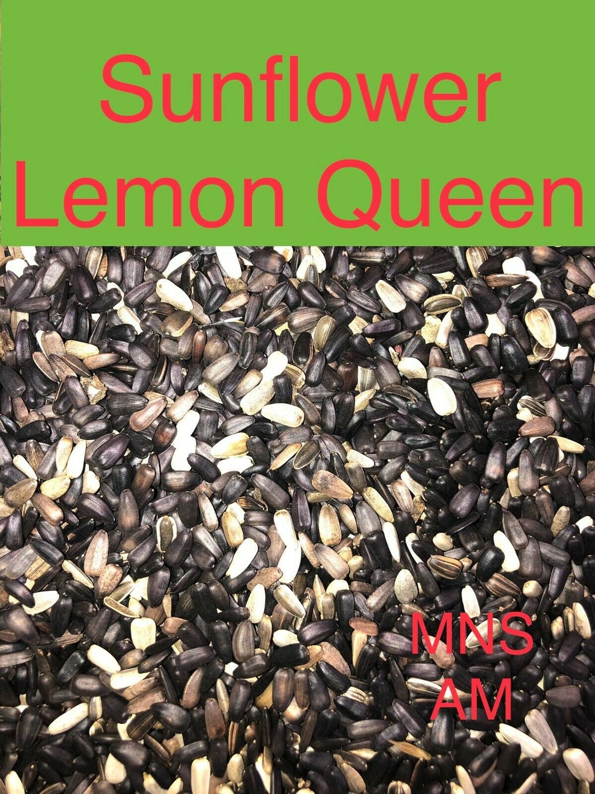 50 Seeds Sunflower LEMON QUEEN Cut Flower Branching Multiple Etsy