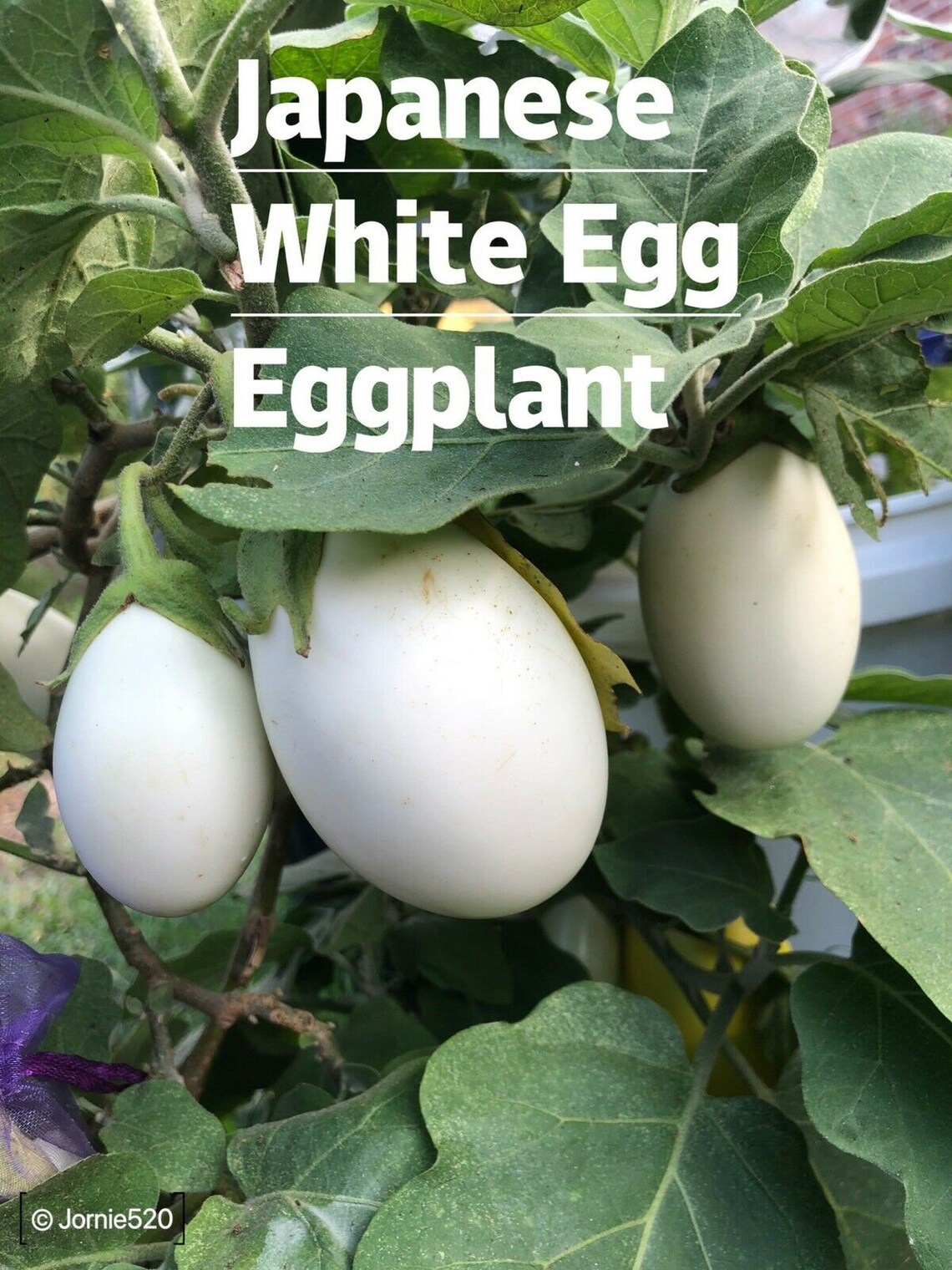 Rare Japanese White Eggplant Seed Garden Plant for Outdoor 118 Etsy