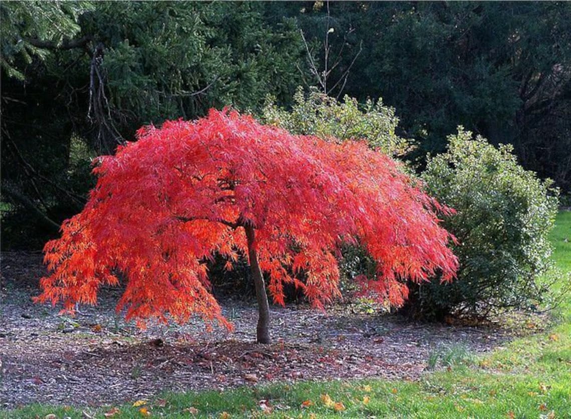 20 Pcs Red Dragon Flame Japanese Maple Tree Amur Bonsai Etsy