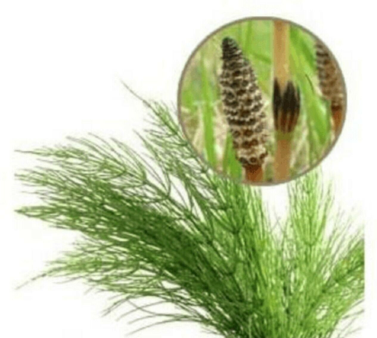 100 Seeds Horse Tail Equisetum Arvense Heirloom Organic Etsy