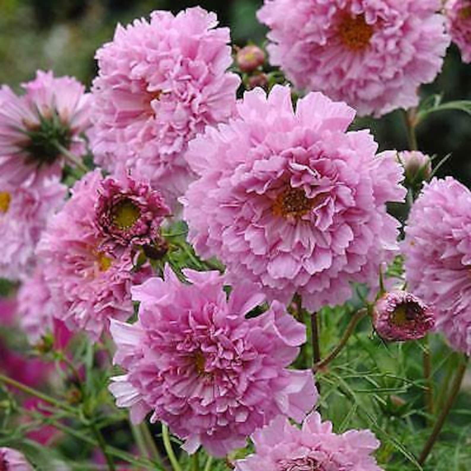 50 Double Dutch Rose Cosmos Flower Seeds Garden Plant | Etsy
