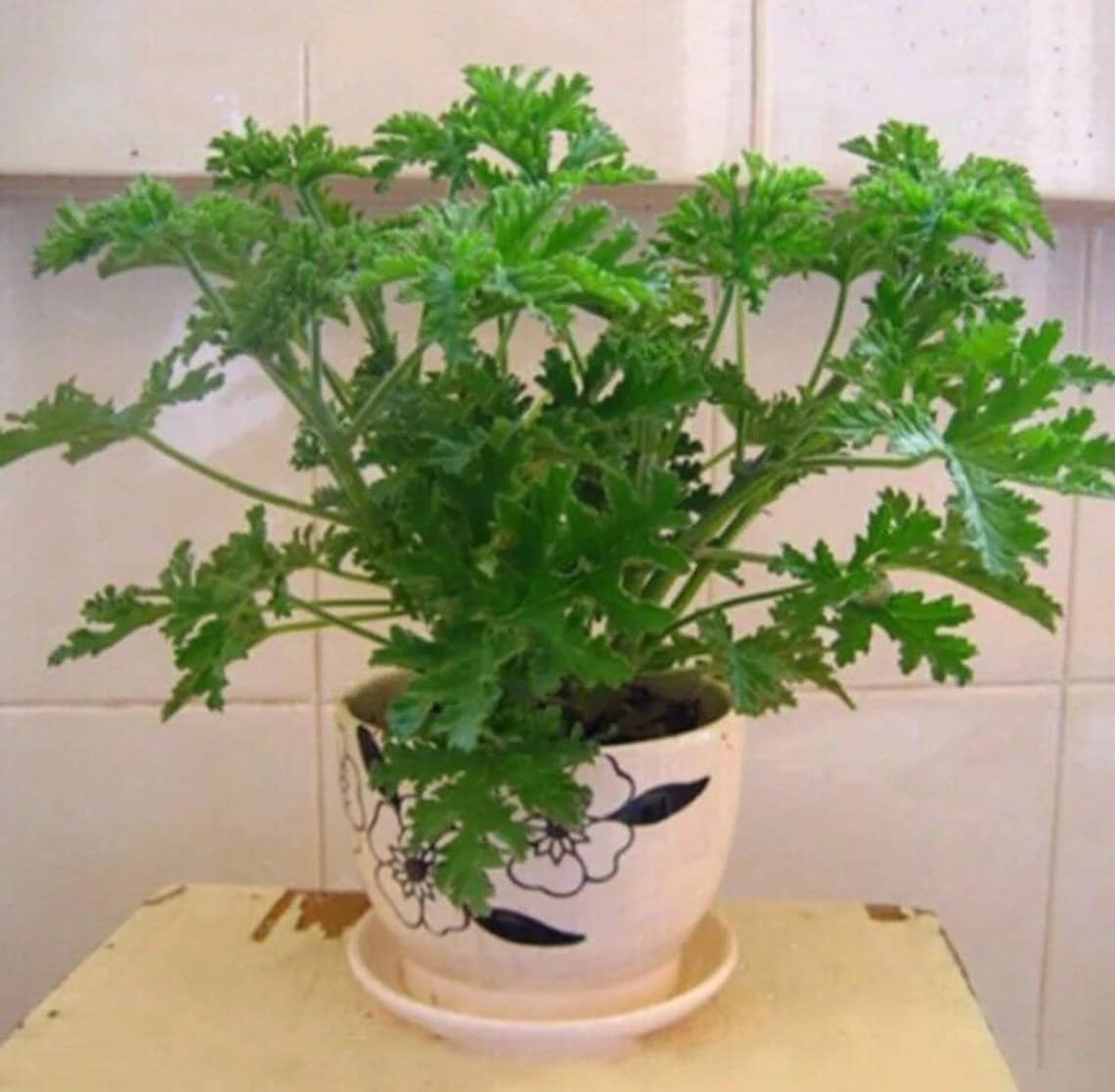 50pcs Citronella Plant Seeds Mozzie Buster Plant Mosquito