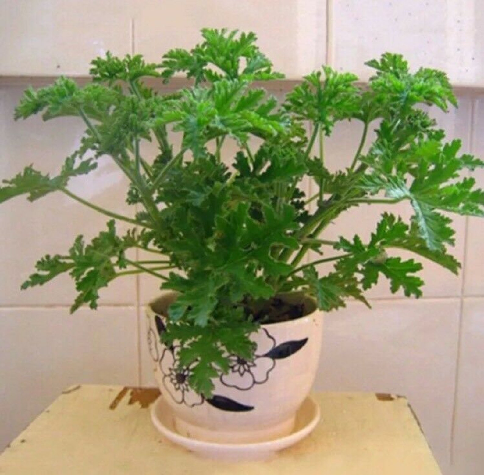 50pcs Citronella Plant Seeds Mozzie Buster Plante Etsy