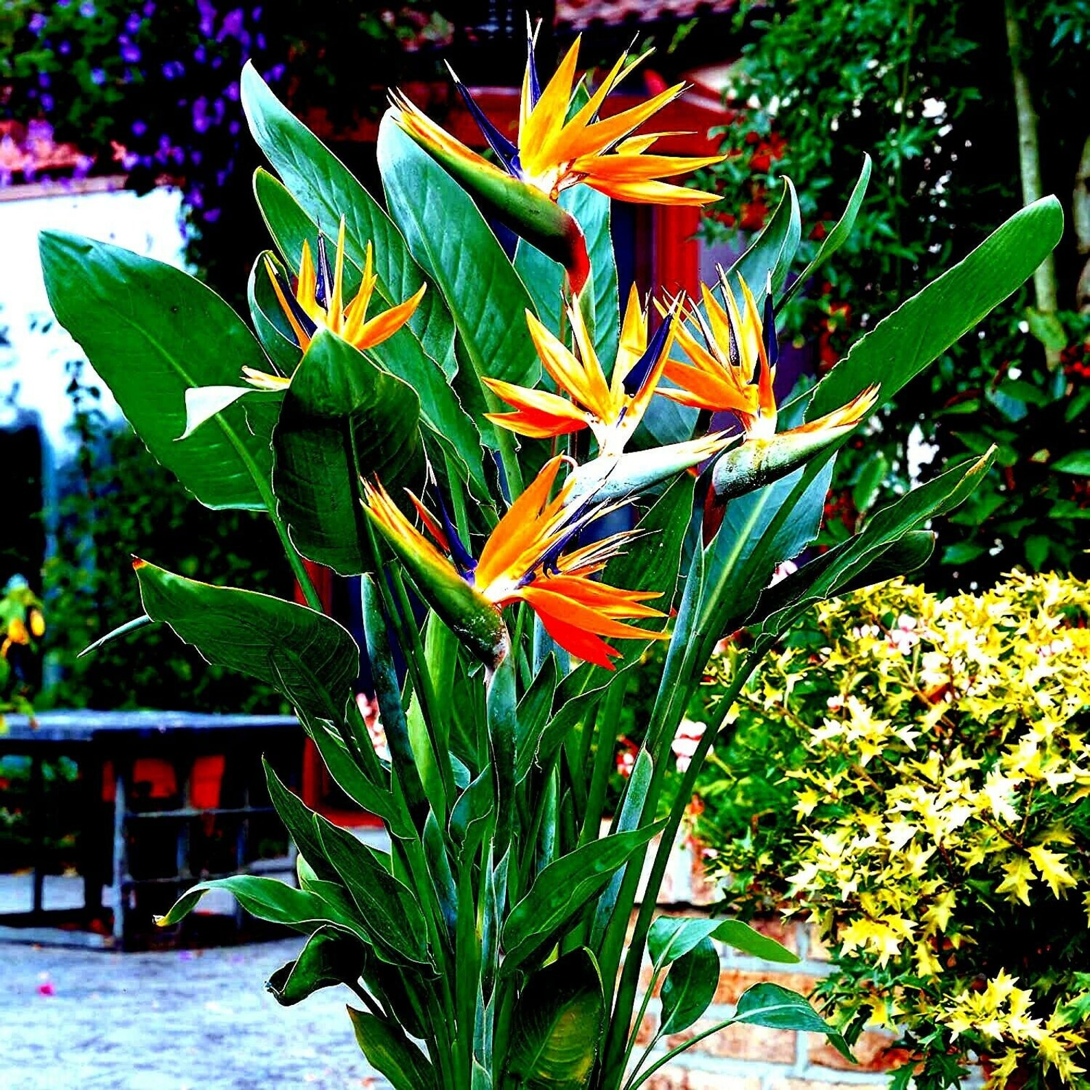 10 Seeds Orange Bird of Paradise Seeds Strelitzia Reginae Etsy