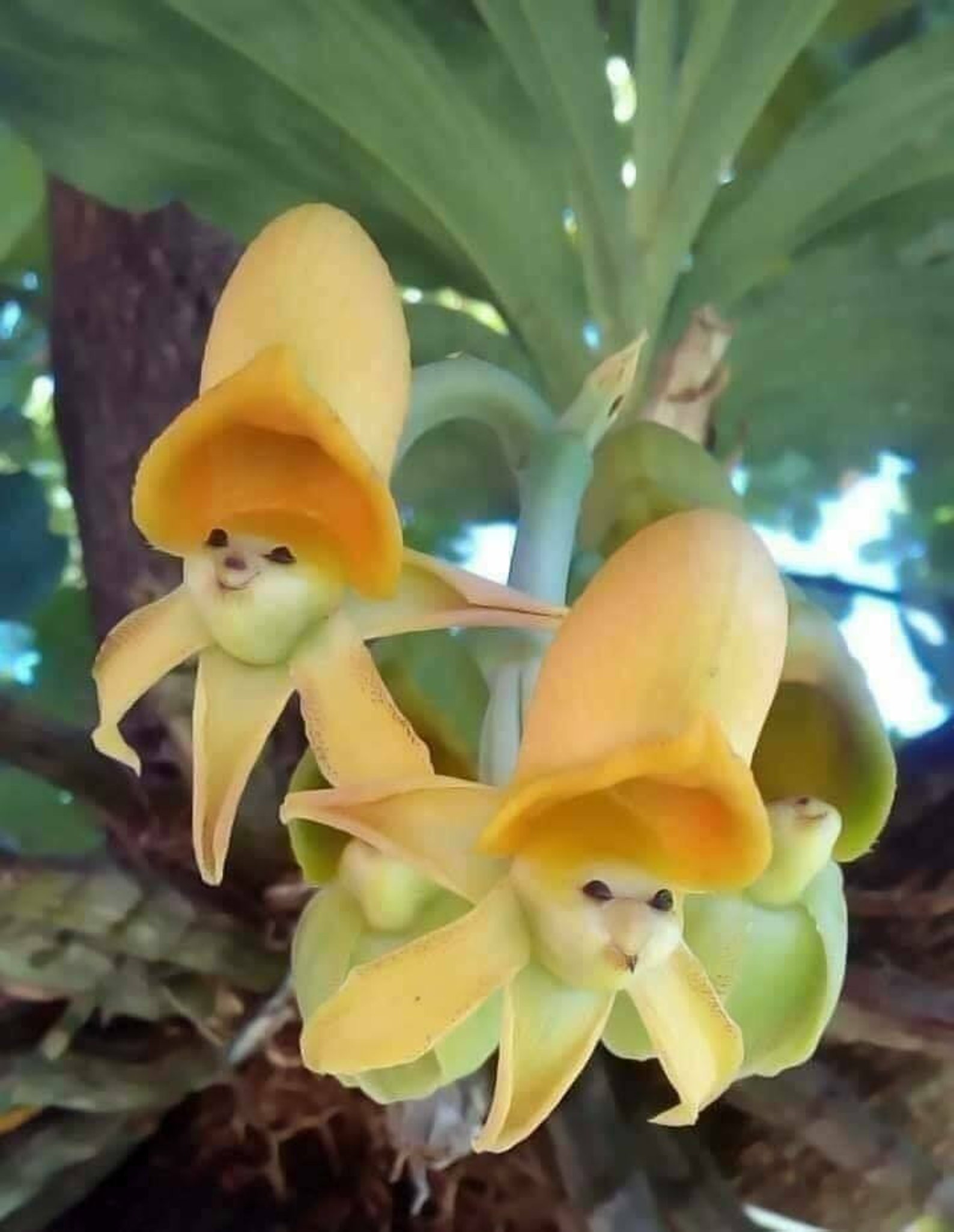 25 Seeds Yellow Face Sun Orchids Flowers Garden Plant Etsy
