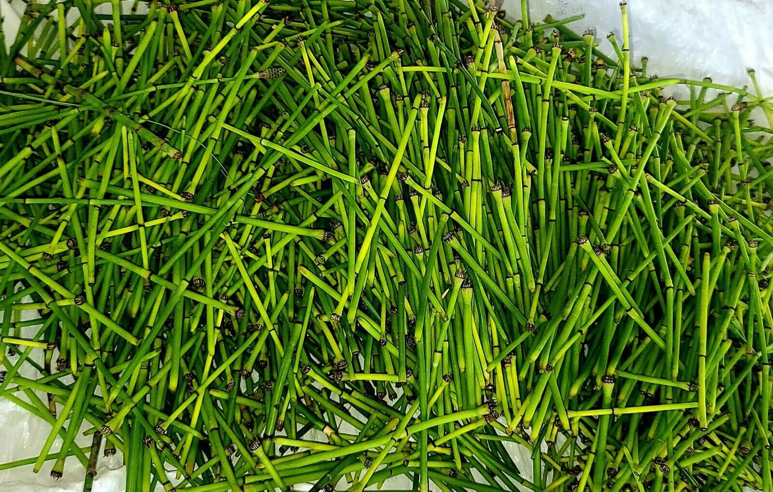 100 Seeds Horse Tail Equisetum Arvense Heirloom Organic Etsy