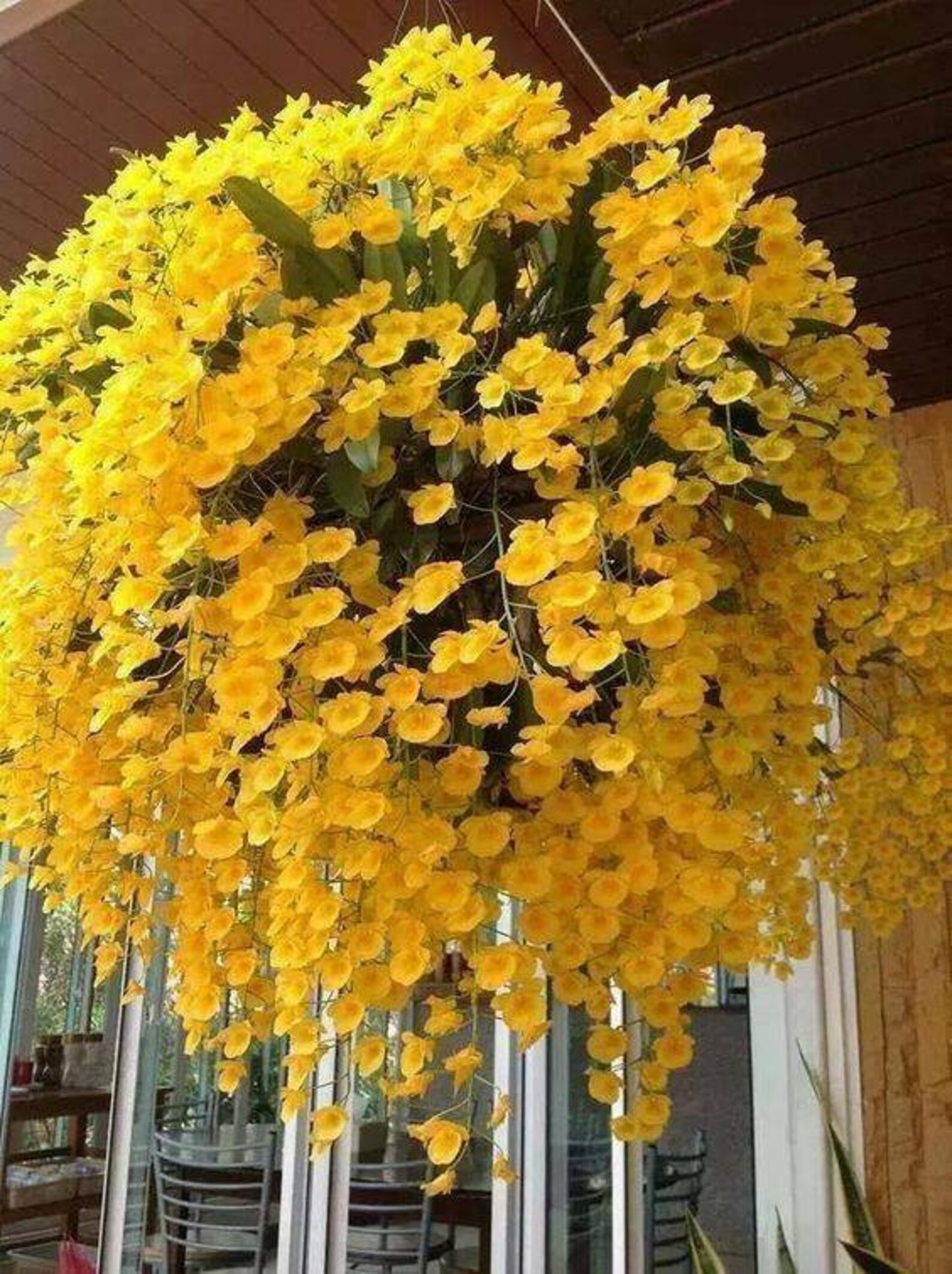 200 SEEDS Yellow Hanging Orchid Plant Garden Plants Etsy