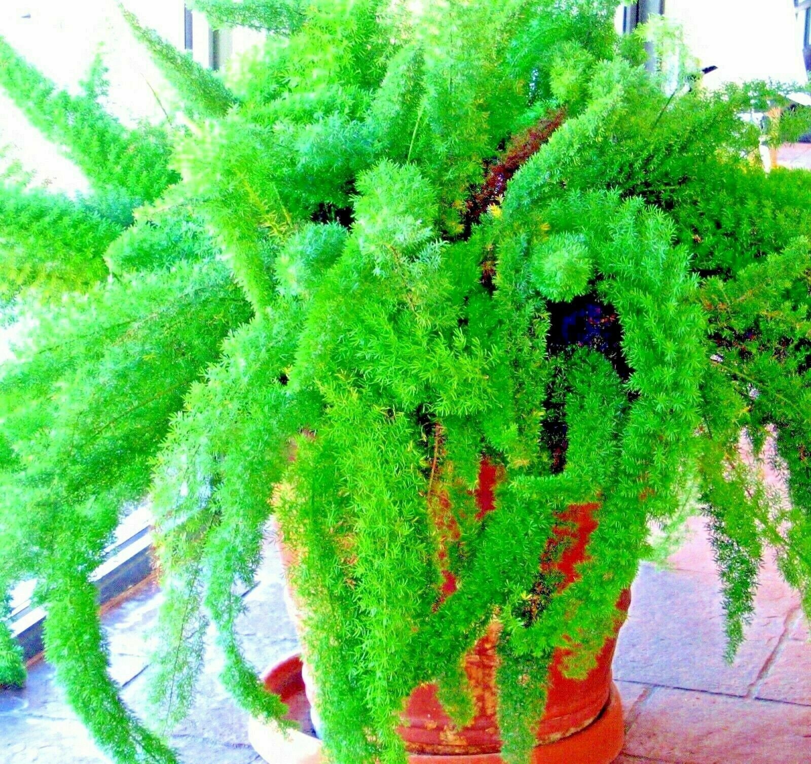 10 ASPARAGUS FOXTAIL FERN Seeds Myers House Plant Tropical Etsy