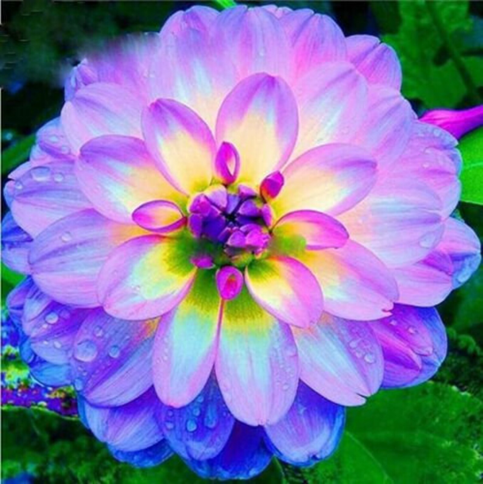 Rare Beautiful Perennial Sunrise Dahlia Flowers Seeds Etsy