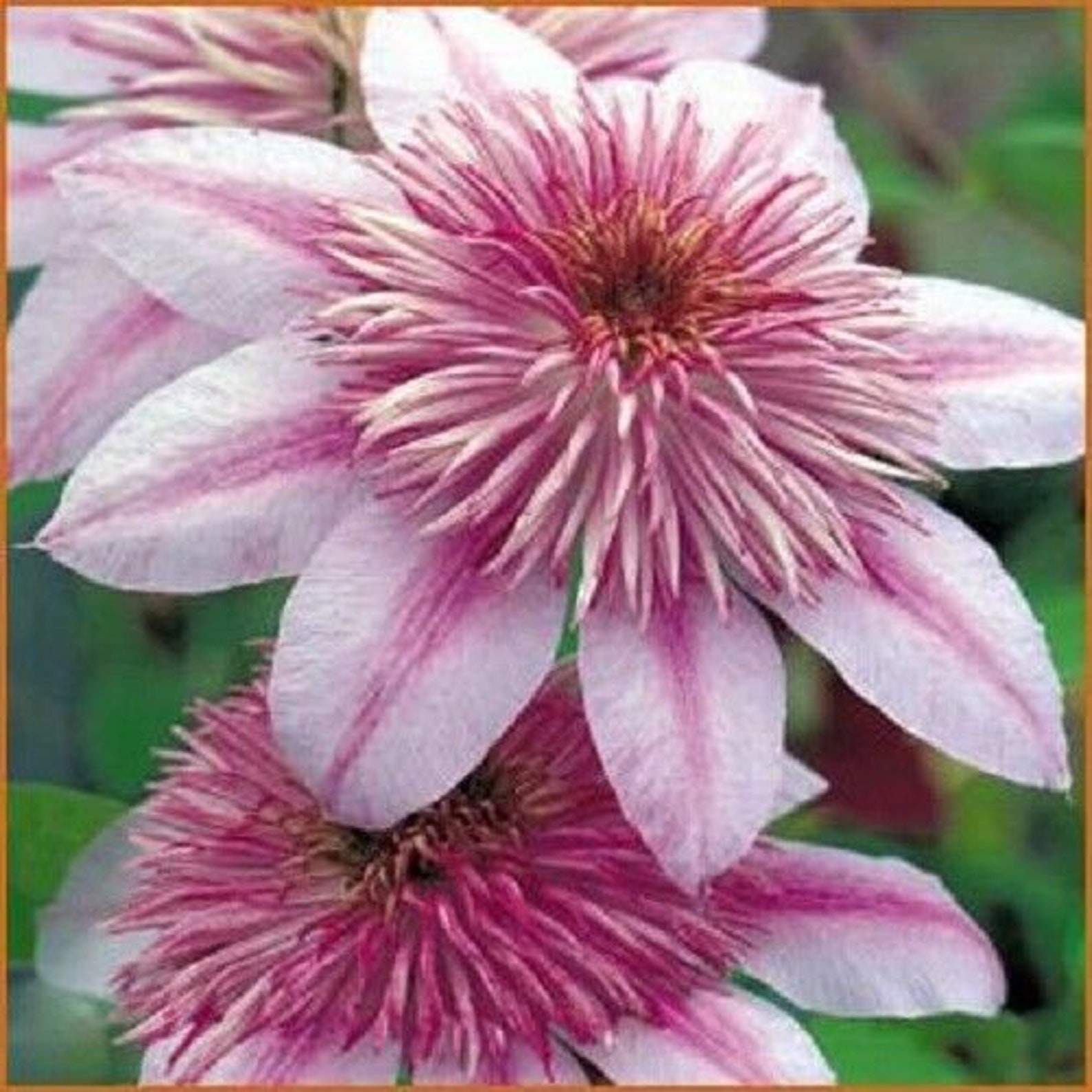 25 Pink White Clematis Seeds Large Bloom Climbing Perennial Etsy