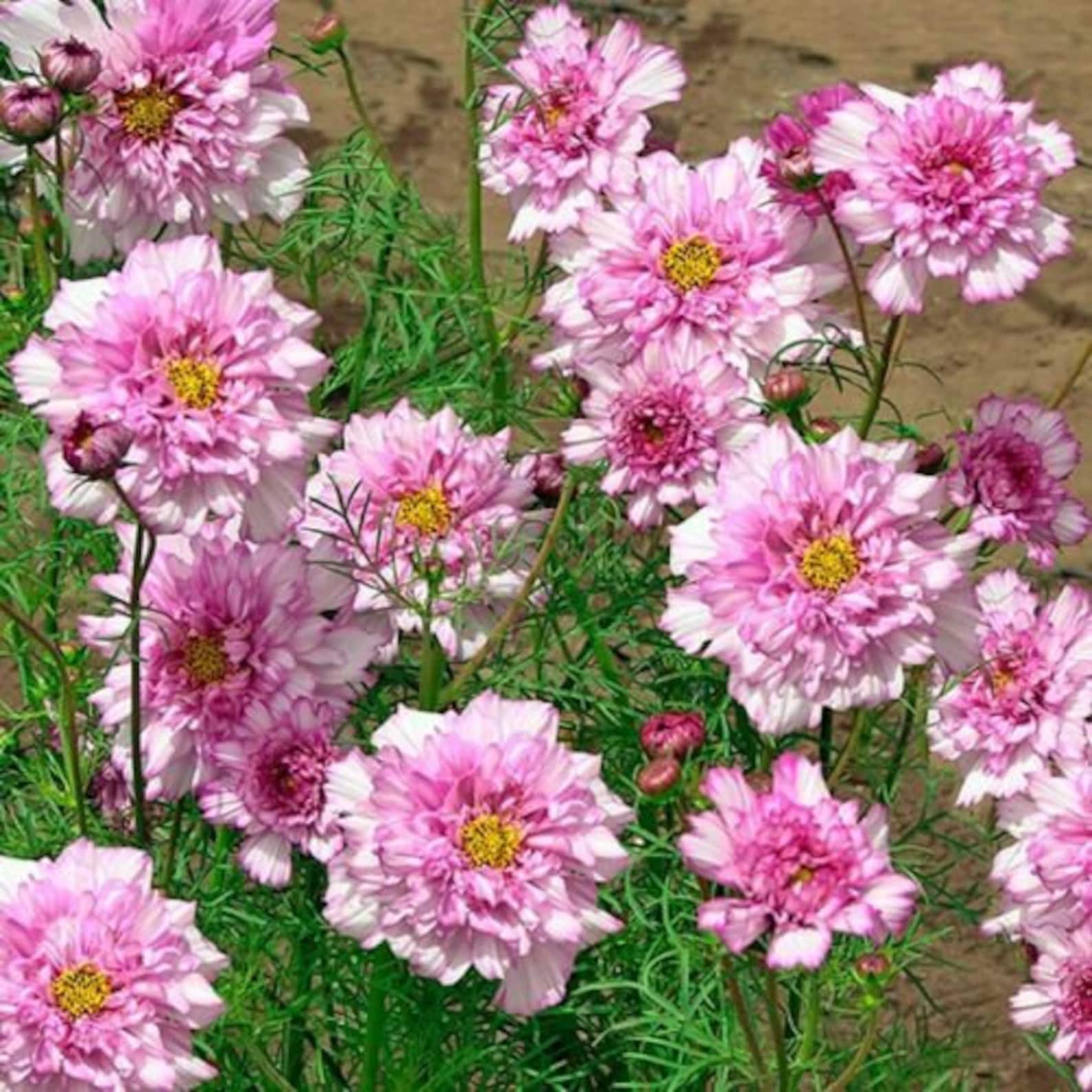 50 Double Dutch Rose Cosmos Flower Seeds Garden Plant | Etsy
