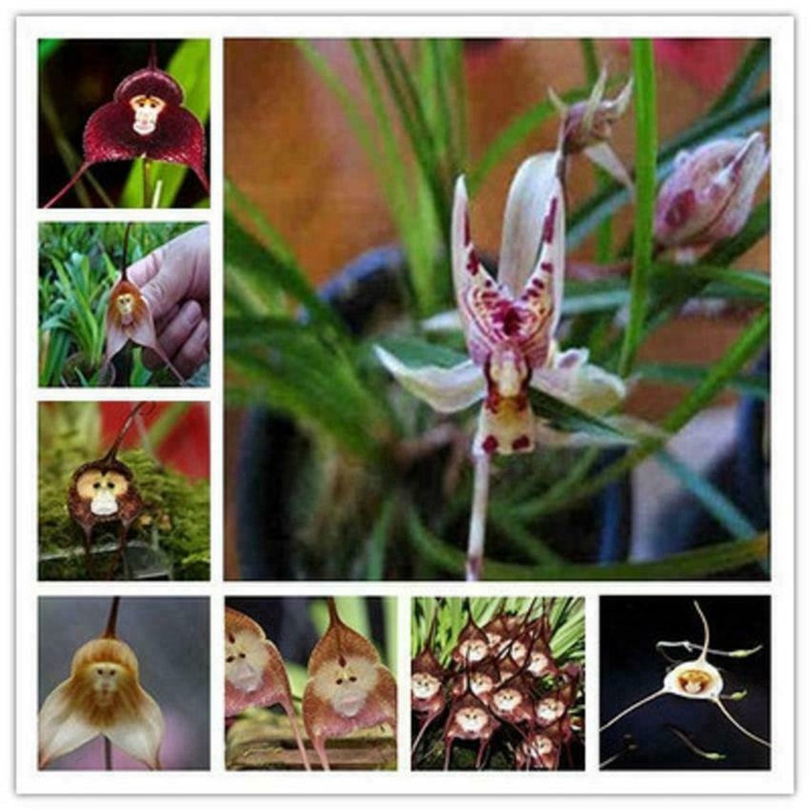 200 Rare Monkey Face Orchid Seeds Planting For Home Garden Etsy
