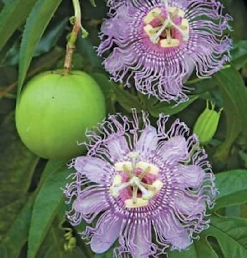 30 Seeds Incense Passion Flower Vine Maypop DARK Etsy