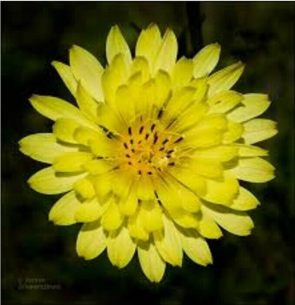 Cats Ear Texas Dandelion 100 Hypochaeris radicata Seeds Etsy
