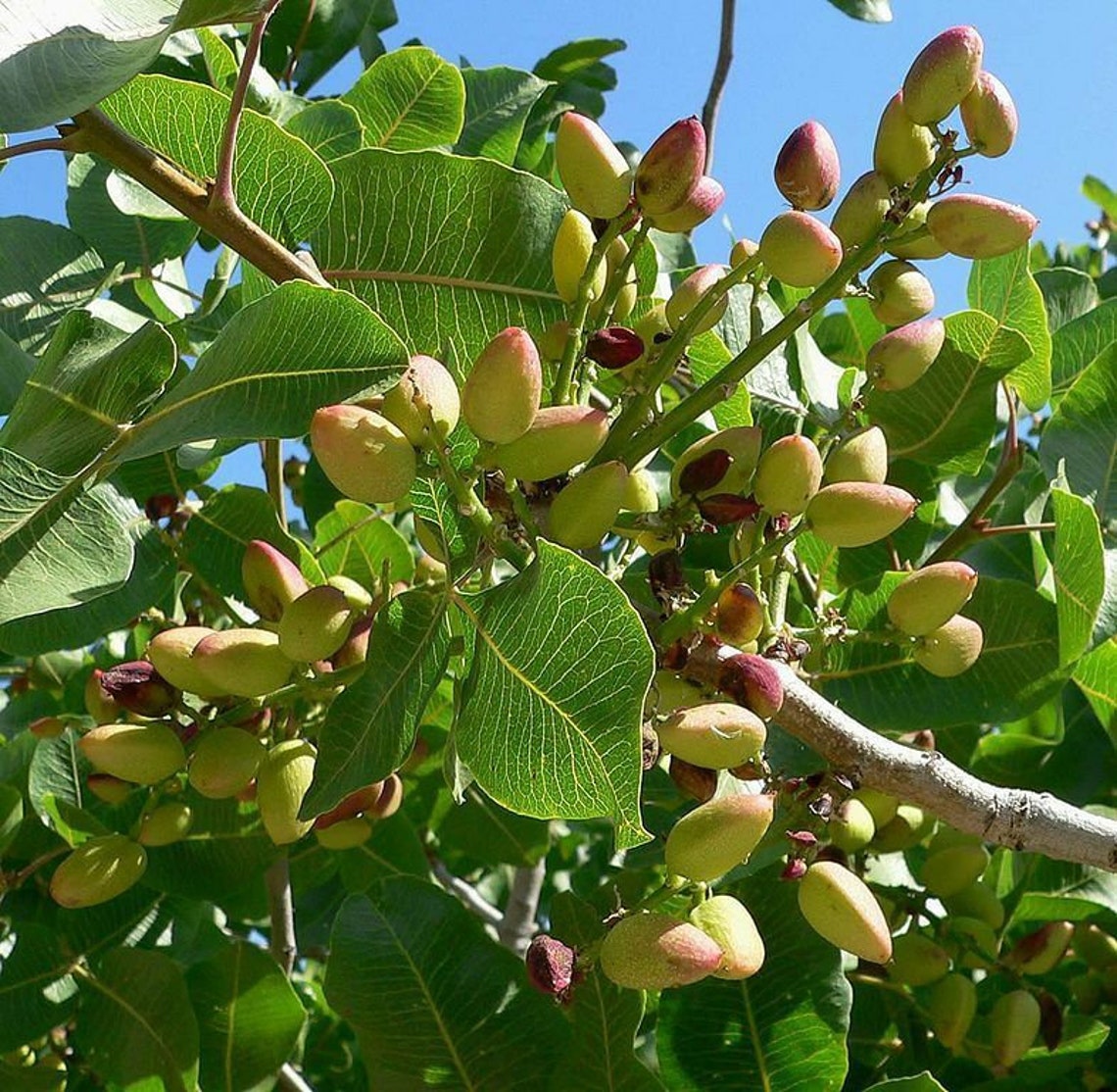 5 Pistachio Nut Tree Pistacia Vera Fruit Red Flowers Seeds Etsy