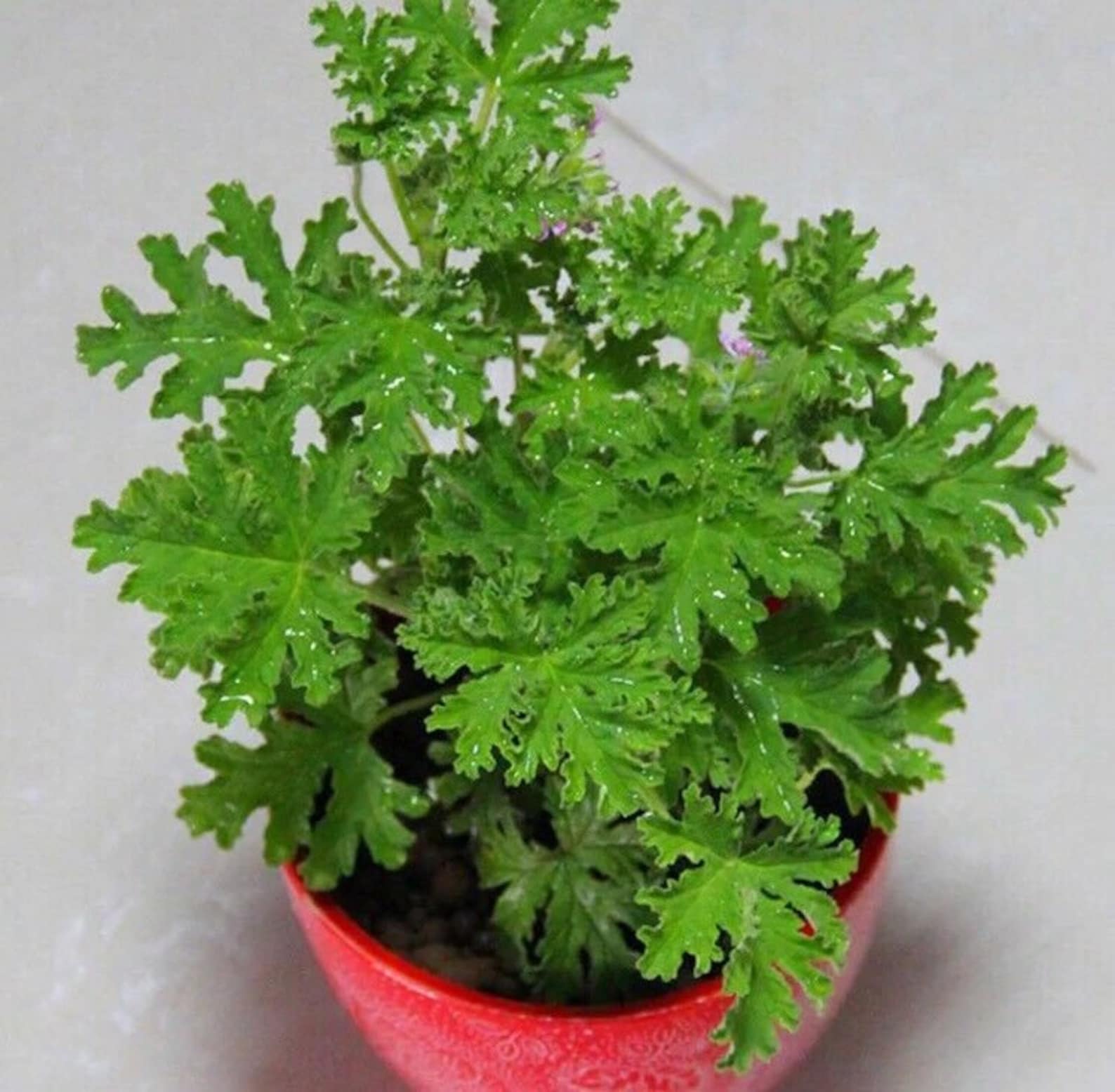 50pcs Citronella Plant Seeds Mozzie Buster Plante Etsy