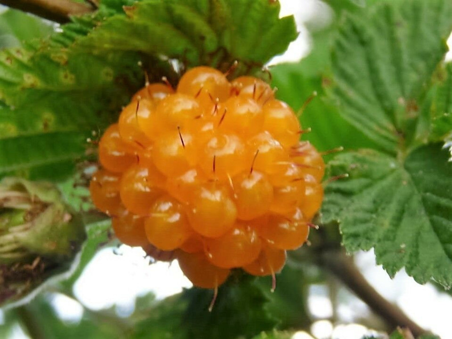 20 Salmonberry Russian Raspberry Rubus Spectabilis Fruit Seeds Etsy
