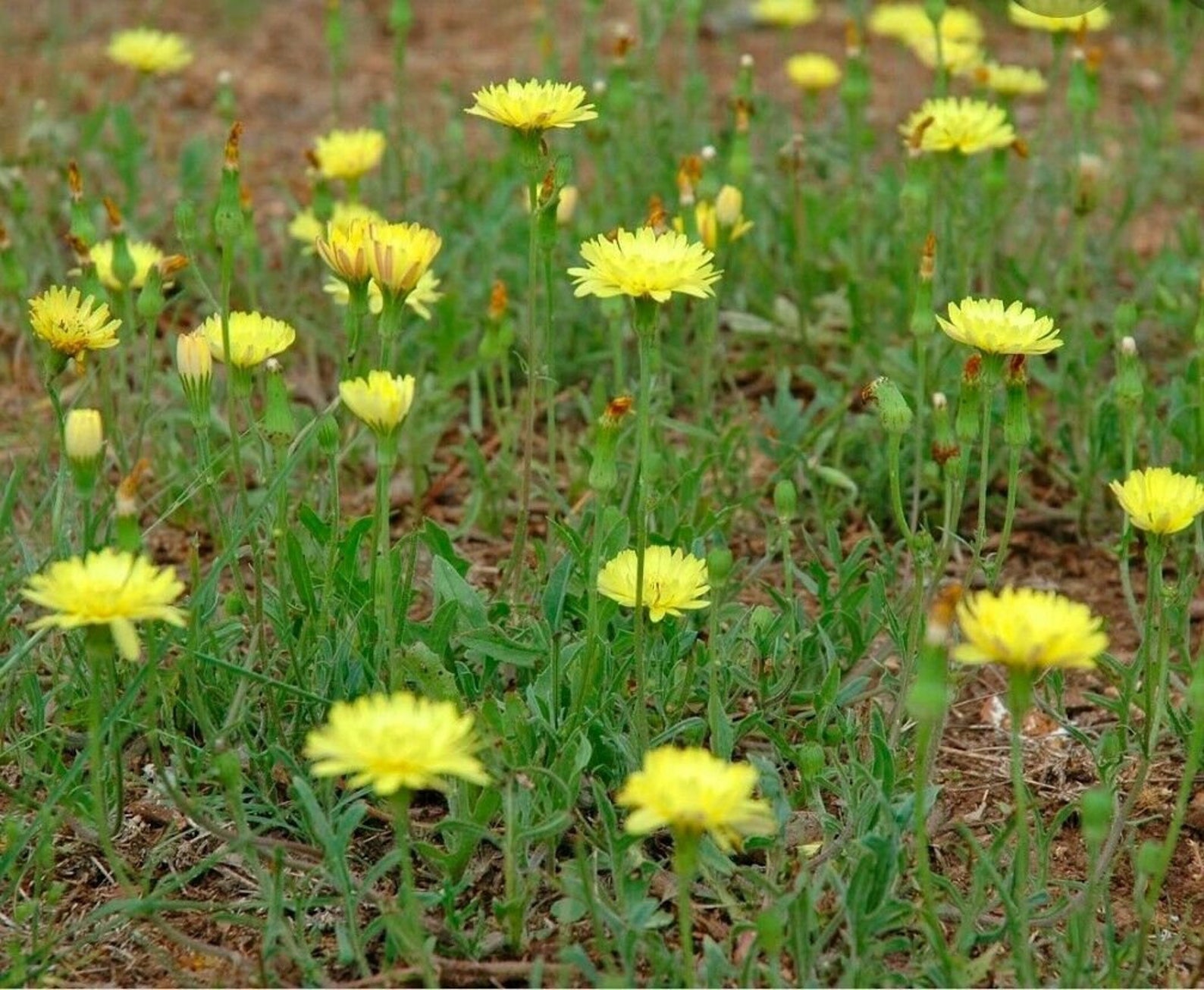 Cats Ear Texas Dandelion 100 Hypochaeris radicata Seeds Etsy