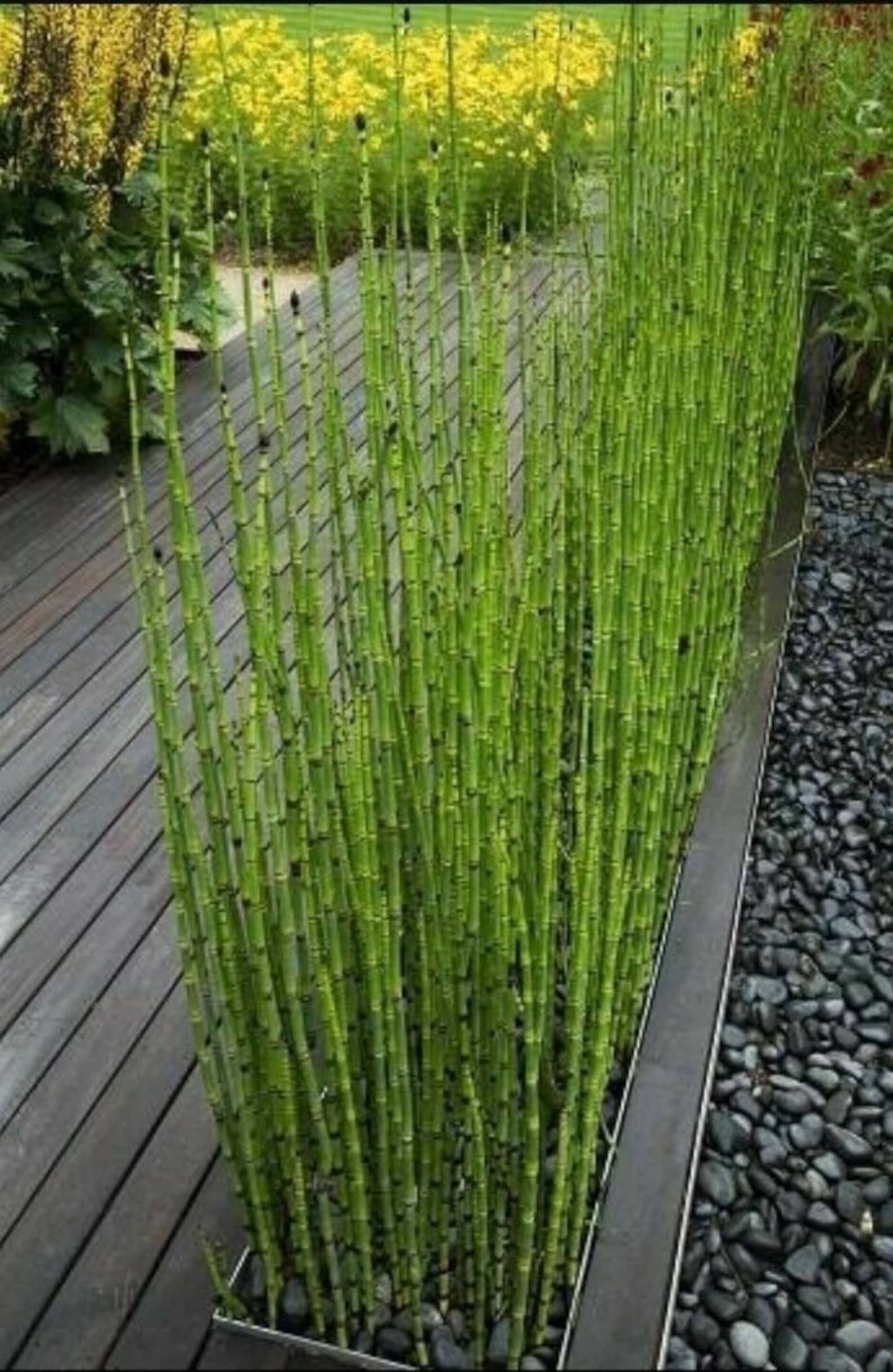100 Seeds Horse Tail Equisetum Arvense Heirloom Organic Etsy