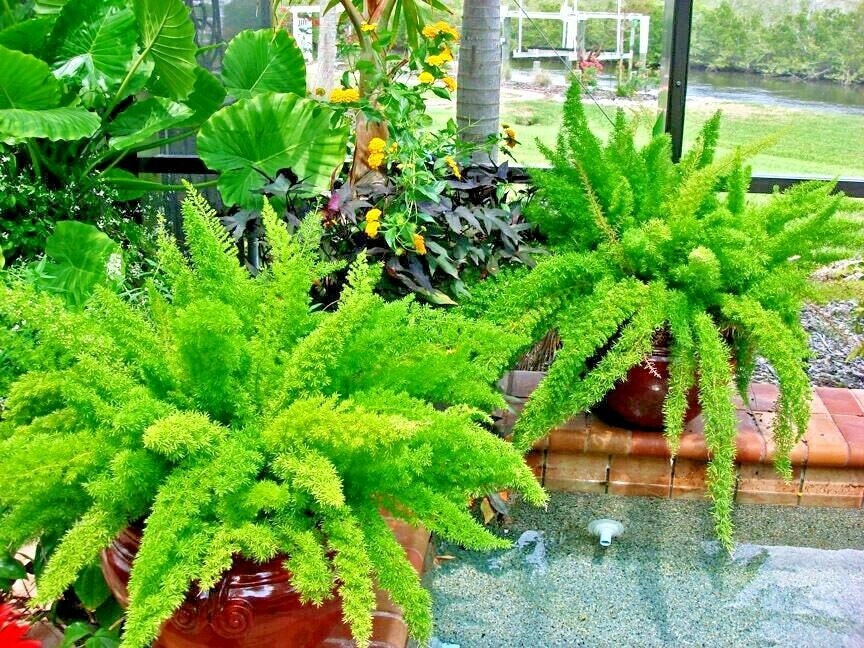 10 ASPARAGUS FOXTAIL FERN Seeds Myers House Plant Tropical Etsy