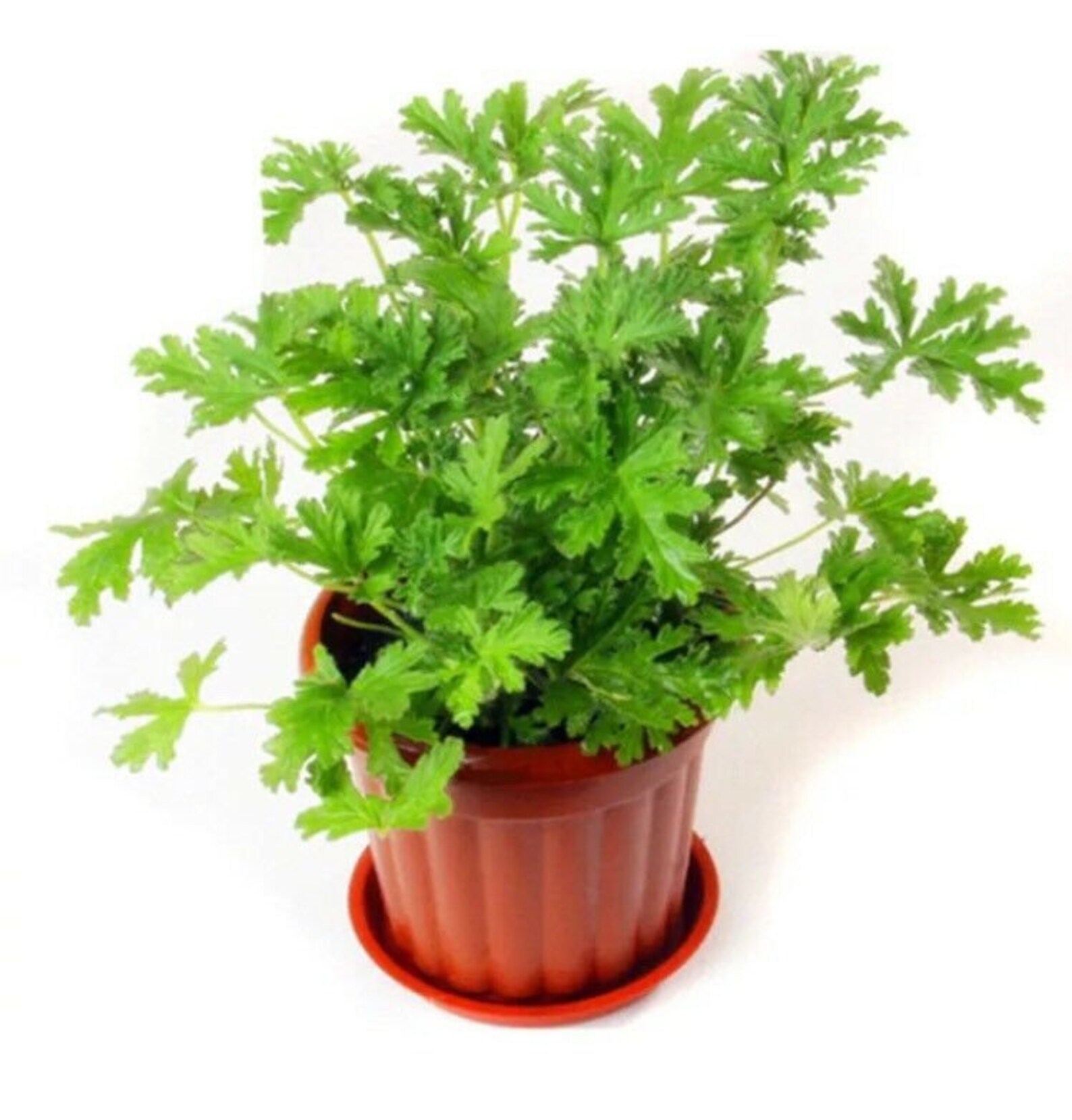 50pcs Citronella Plant Seeds Mozzie Buster Plant Mosquito