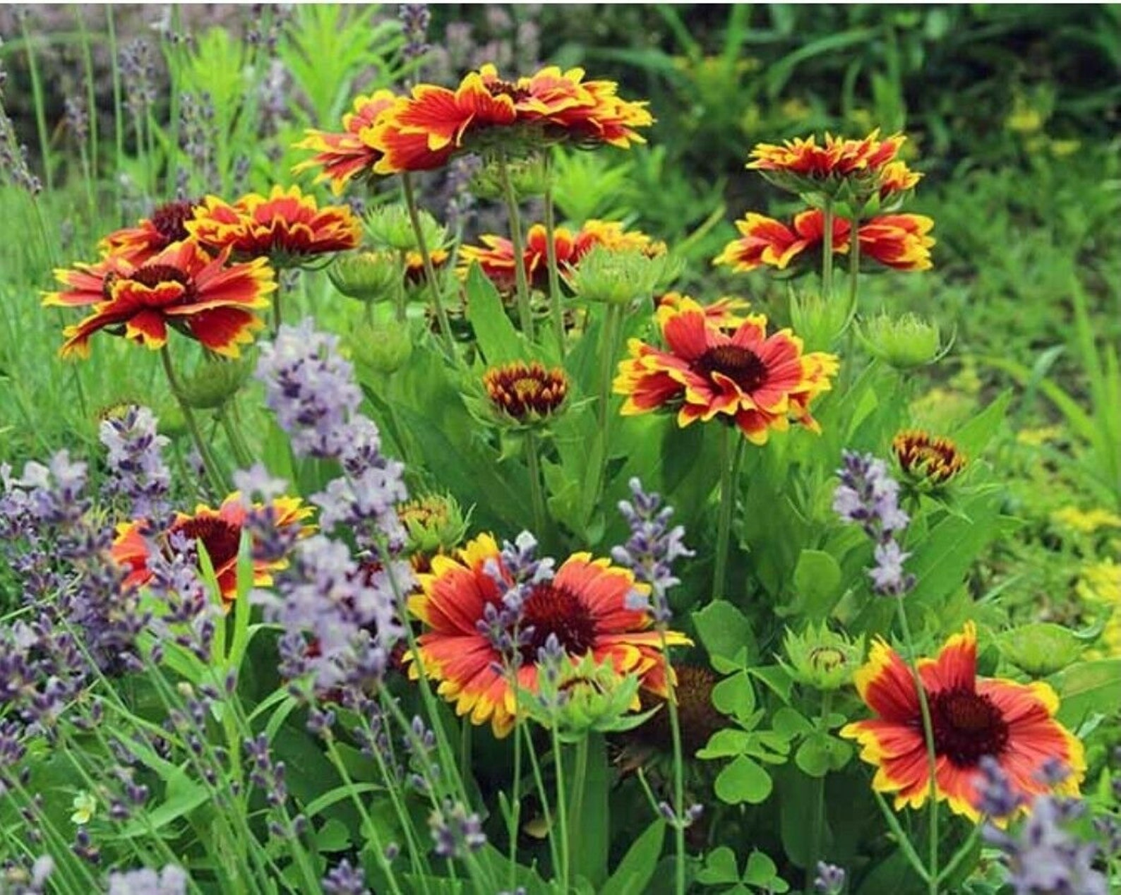 100 BLANKET FLOWER Perennial Gaillardia Native Wildflower Etsy