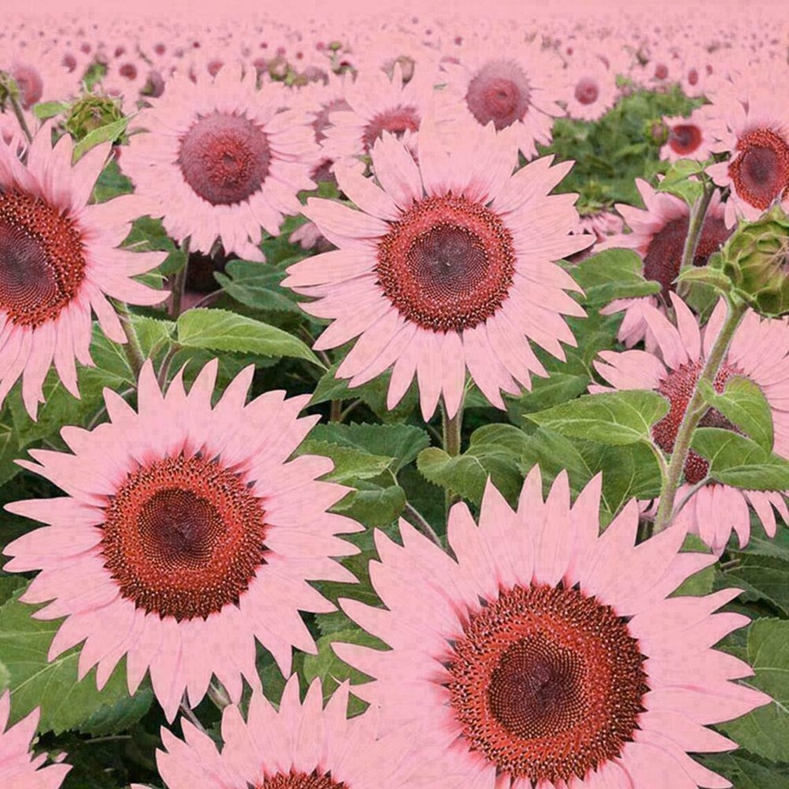 50 Bright Pink Sunflower Seeds Plants Garden Planting Etsy