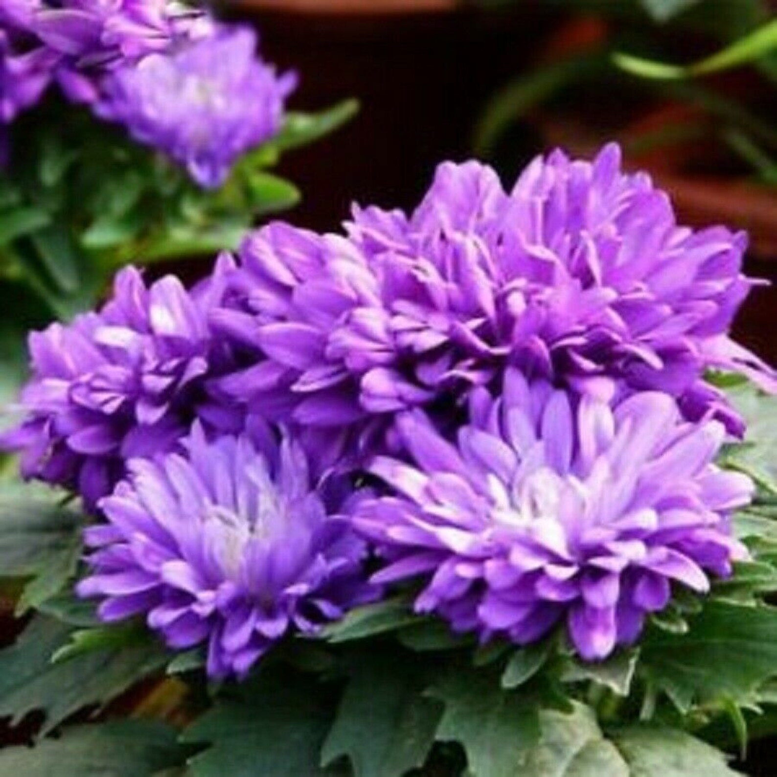 200 Seeds Purple Chrysanthemum Mums Flowers Garden Planting Etsy