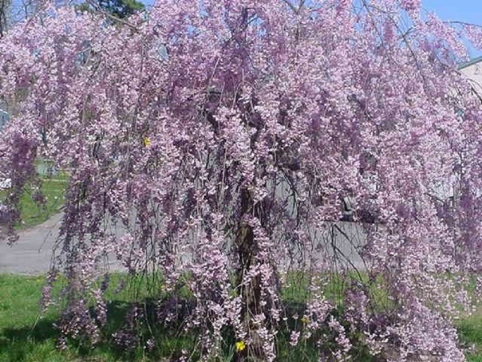 weeping tree with purple flowers