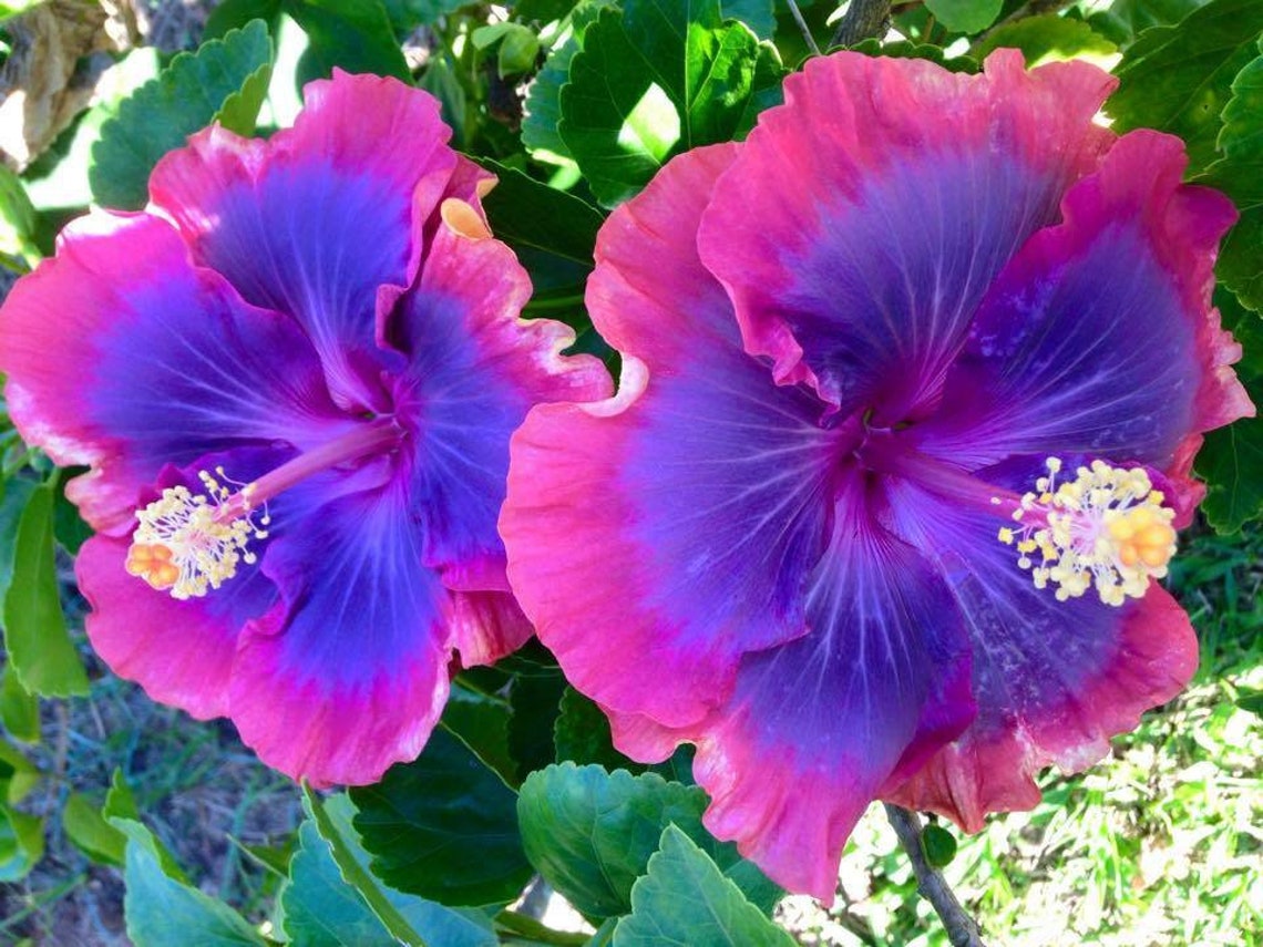 20 Pink Purple Blue Hibiscus Seeds Flower Flowers Seed Etsy