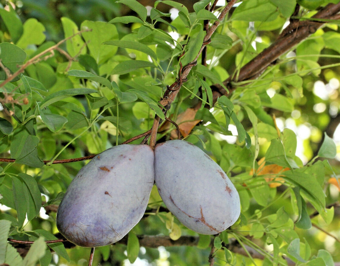 15 CHOCOLATE VINE Edible Fruit Akebia Trifoliata Flower Etsy