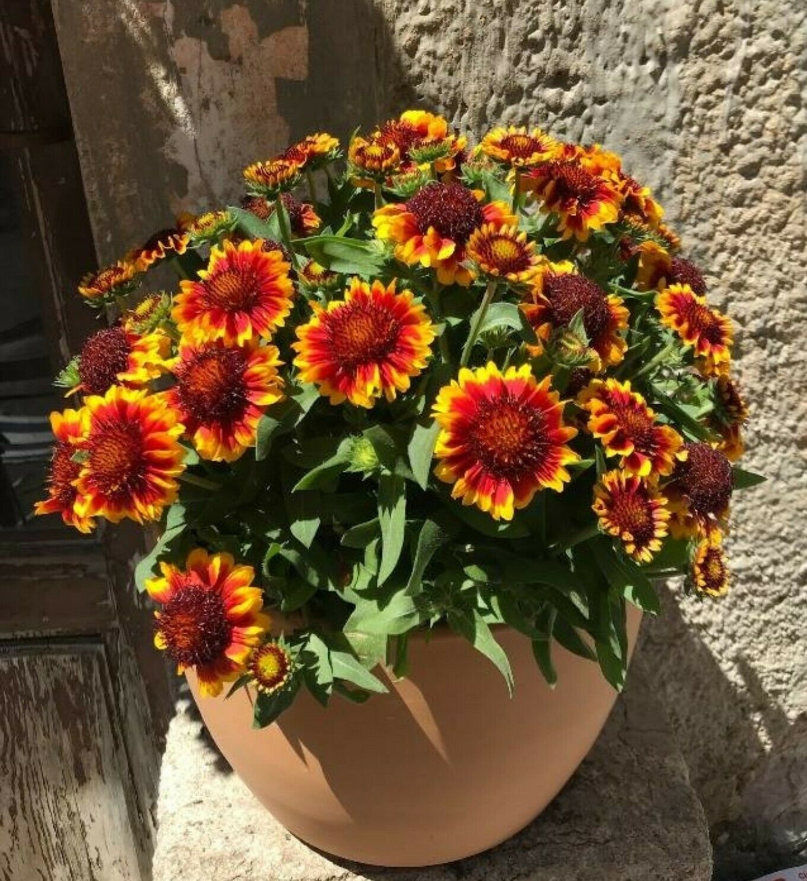 100 BLANKET FLOWER Perennial Gaillardia Native Wildflower Etsy